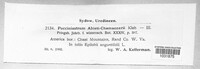 Pucciniastrum epilobii image
